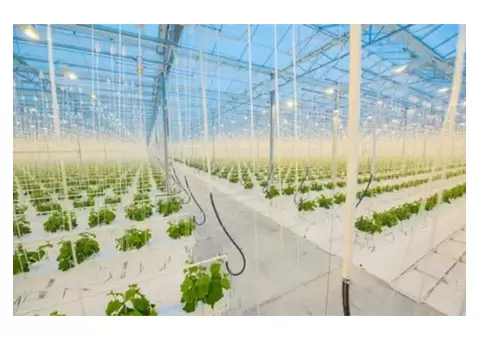Growing Green: The Future of Farming with Hydroponic Greenhouses