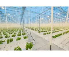 Growing Green: The Future of Farming with Hydroponic Greenhouses