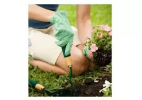 Affordable Landscaping and Garden Maintenance in Wollongong