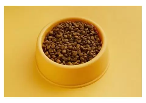 What Are the Key Nutritional Benefits of Black Hawk Grain Free Kangaroo?