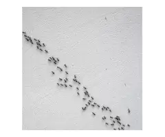 ANTS PEST CONTROL PERTH