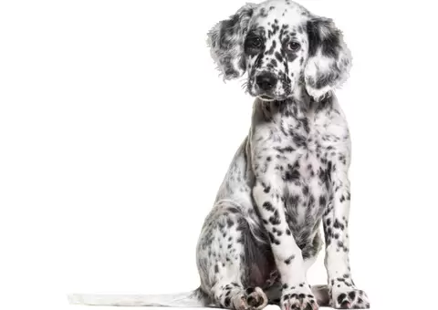 Dry Dog Food