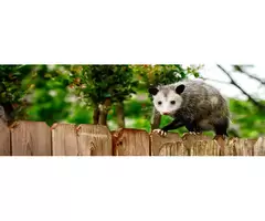 Humane Possum Removal Sydney