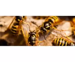 Morris Wasp Removal Sydney