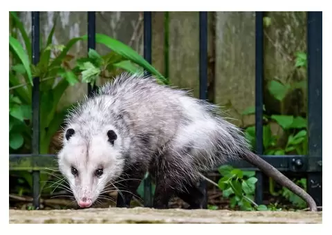 Morris Possum Control Brisbane