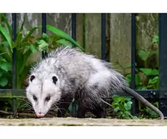 Morris Possum Control Brisbane