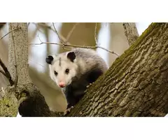 Humane Possum Removal Perth