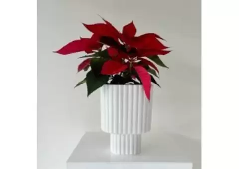 Indoor Plants Online