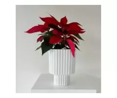 Indoor Plants Online