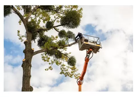 The Tree People Melbourne: Expert Tree Stump Removal in Meadow Heights - 1/3