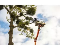 The Tree People Melbourne: Expert Tree Stump Removal in Meadow Heights