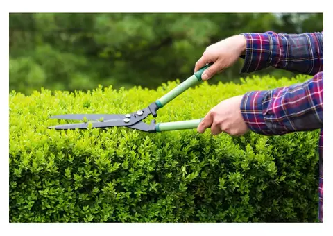 The Tree People Melbourne: Expert Tree Stump Removal in Meadow Heights - 2/3