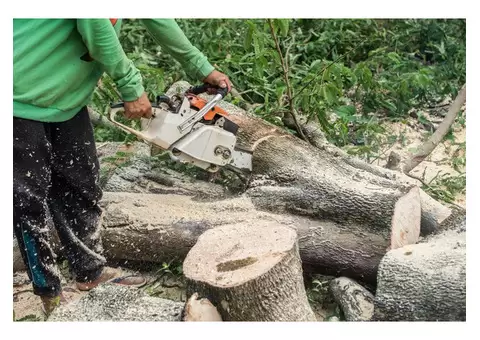 The Tree People Melbourne: Expert Tree Stump Removal in Meadow Heights - 3/3