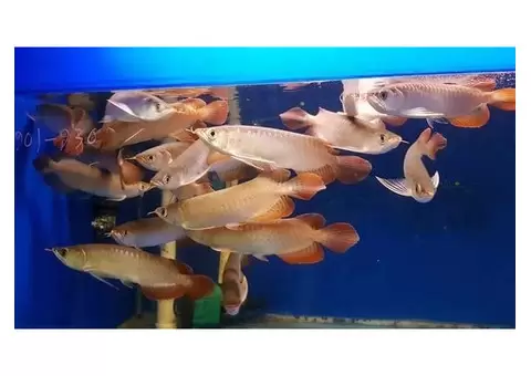 Quality and healthy +A Grade Arowanas for sale - 1/4
