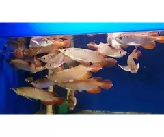 Quality and healthy +A Grade Arowanas for sale