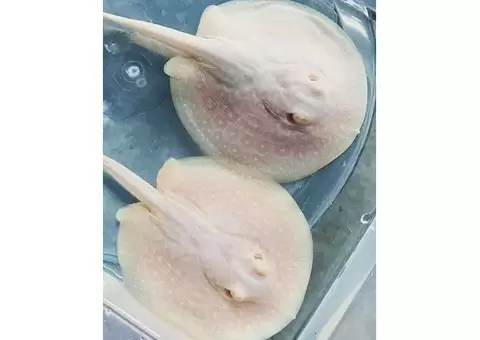 Quality and healthy +A Grade Arowanas for sale - 2/4