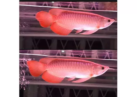 Quality and healthy +A Grade Arowanas for sale - 3/4