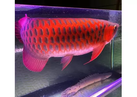 Quality and healthy +A Grade Arowanas for sale - 4/4