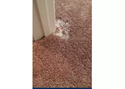 Invisible Carpet Repair Gold Coast - 4/4