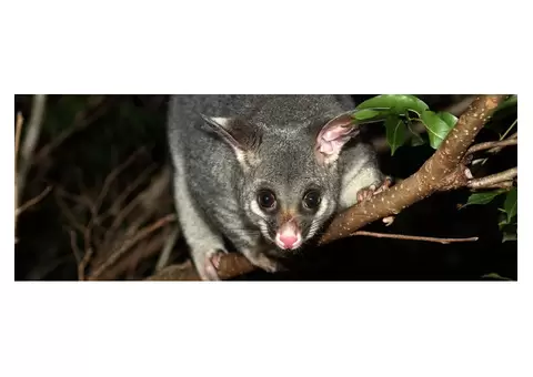 City Wide Possum Removal Brisbane