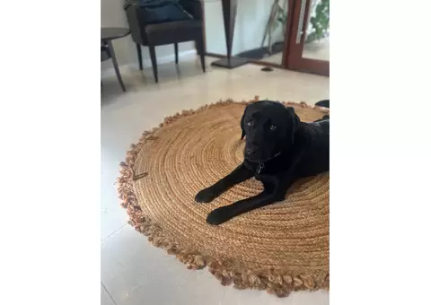 Floor Rugs That Blend Comfort and Style | Maine & Crawford