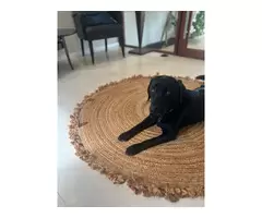 Floor Rugs That Blend Comfort and Style | Maine & Crawford