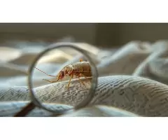 711 Bed Bugs Control Sydney