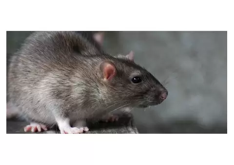 Goode Rodent Control Sydney