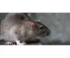 Goode Rodent Control Sydney