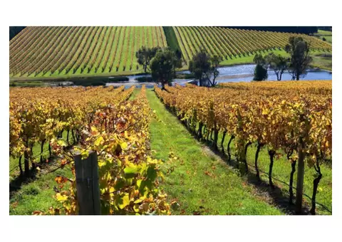 Luxury Limo Wine Tours in Melbourne with Blue Tie Limo Chauffeurs