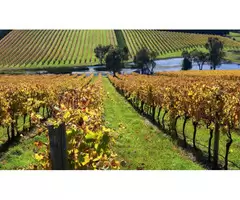 Luxury Limo Wine Tours in Melbourne with Blue Tie Limo Chauffeurs