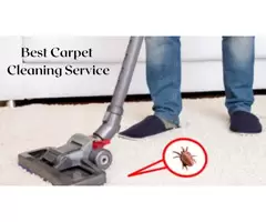 Revive Your Carpets with Expert Care in Berwick