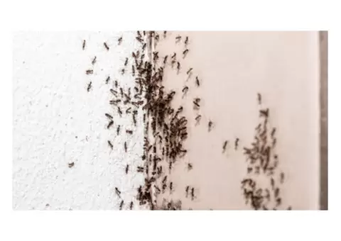 Ants Pest Control Perth