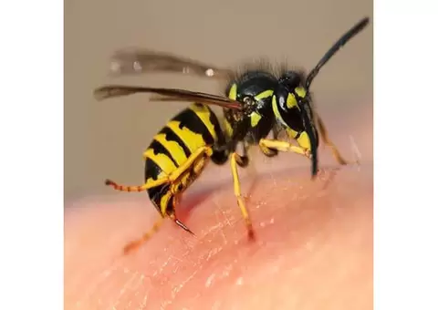 SureFire Pest Control - 3/4