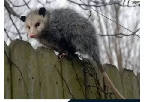 Possum Removal Adelaide