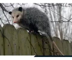 Possum Removal Adelaide