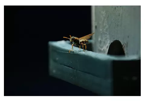 Wasp Removal Sydney - 1/4