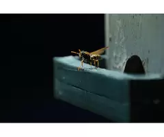 Wasp Removal Sydney
