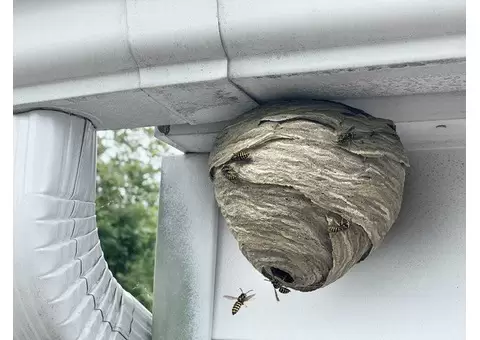 Wasp Removal Sydney - 2/4