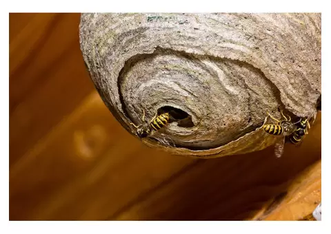 Wasp Removal Sydney - 4/4