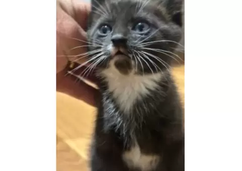 Free kittens. 3 male 4 female