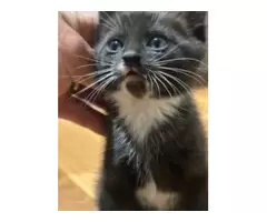 Free kittens. 3 male 4 female