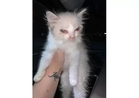 Kitten for good home