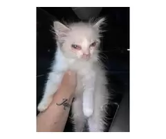 Kitten for good home