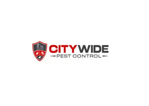 City Wide Wasp Removal Brisbane