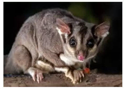 Possum Removal Brisbane - 1/3