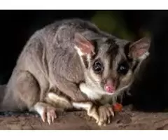 Possum Removal Brisbane