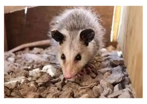 Possum Removal Brisbane - 2/3