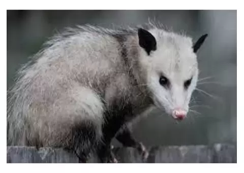Possum Removal Brisbane - 3/3