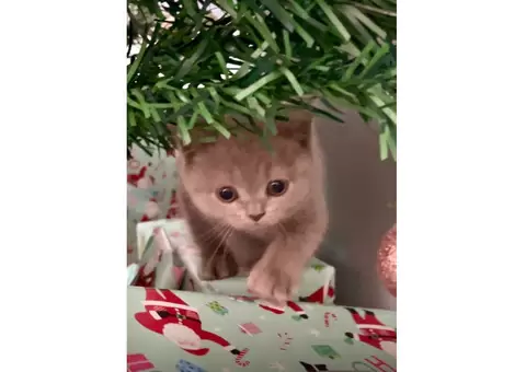 2 purebred British shorthair kittens - 1/7